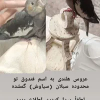 عروس هلندی مریضه دارو میخوره، اعلامیه هاش کندن