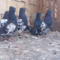 کبوتر کله ای درسوسنگرد.