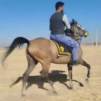 مادیان ۵ ساله