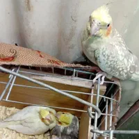 2 تا جوجه دستی چشم شرابی|پرنده|قم, جوی شور|دیوار