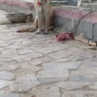 سگ ژرمن|سگ|اصفهان, براآن شمالی|دیوار