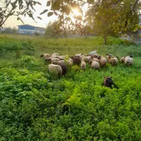 گوسفند داشتی|حیوانات مزرعه|چمستان, |دیوار