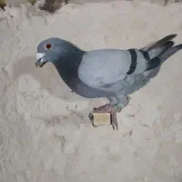 کبوتر|پرنده|مشکان, |دیوار