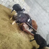 بره میش گوسفند