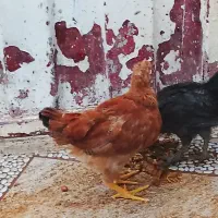 جوجه