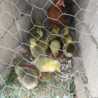 جوجه غاز محلی زابل