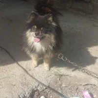 سگ پامر