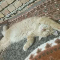 گربه پرشین یکساله