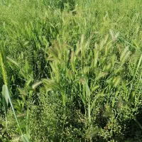 زمین-کشاورزی-باغی