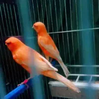 قناری رد فاکتور فسشیون اورجینال|پرنده|جلفا, |دیوار