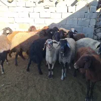 14 راس شیشک افشاری آبستن