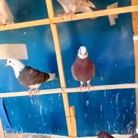 کبوتر یجایی بار جدید