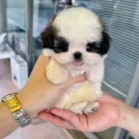 سگ فنجونی|سگ|شیراز, وصال|دیوار