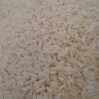 برنج هاشمی تالش برداشت امسال
