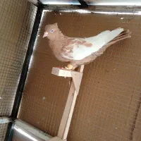 کبوترسینه زرد|پرنده|شیراز, سعدیه شمالی|دیوار