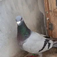 پلاکی