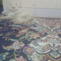 گربه پرشین  مهربون وباادب واکسن خورده|گربه|زاهدان, |دیوار