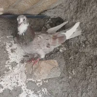 دو عدد ماده نامبوان