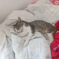 بچه گربه ۲ ماهه
