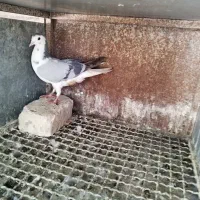 کبوتر دمگیر|پرنده|اصفهان, کارلادان|دیوار