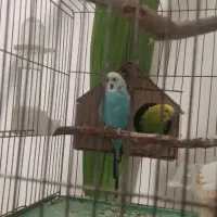 مرغ عشق مولد