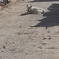 سگ هاسکی|سگ|گلپایگان, |دیوار