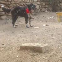 سگ قدرجونی دهن پاک جونوری|سگ|فریدونشهر, |دیوار