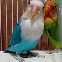 گمشده محدوده خیابان سراسیاب شهیدابرهیمی کوچه ۴