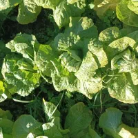 کاهوسفیدروغنی درجه یک|خوردنی و آشامیدنی|مینودشت, |دیوار