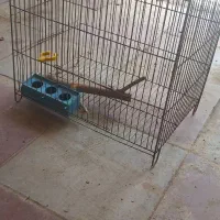 پرنده