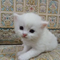 گربه اسکاتیش