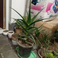 گل های اپارتمانی زیر قیمت بازار|گل و گیاه طبیعی|اصفهان, طامه|دیوار