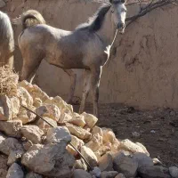 کره مادیون کرد