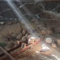 بلدرچین نروماده