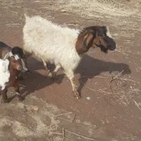 یک عدد بز زاییده