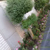 خدمات باغبانی در سراسر تهران|خدمات باغبانی و درختکاری|تهران, فلسطین (میدان انقلاب)|دیوار