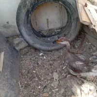 سلام یک عدد قوغاز|حیوانات مزرعه|چمران, |دیوار