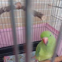 جوجه طوطی ملنگو وعروس هلندی