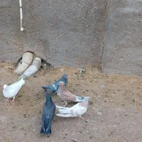 کبوتر