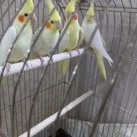 عروس هلندی دوتا نر سخنگو و۳تا جوجهاش شهرری|پرنده|ری, حمزهآباد|دیوار