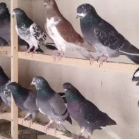 کفترپرشی|پرنده|محمدشهر, زیبادشت|دیوار