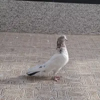 نر سالم مست|پرنده|قم, نیروگاه|دیوار