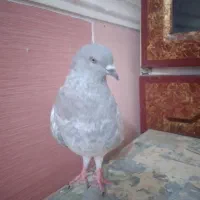 ماده کله خاکی پرشی