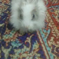 خرگوش پشمالو|موش و خرگوش|زاهدان, |دیوار