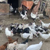 اردک اسراییلی|حیوانات مزرعه|رشت, حومه رشت|دیوار