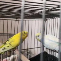 یک جفت مرغ عشق مولد