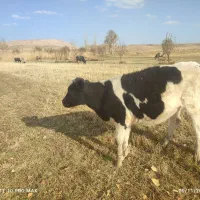 تلیسه مونت هلشتاین|حیوانات مزرعه|هشترود, |دیوار