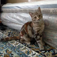 گربه خانگی|گربه|مرند, |دیوار