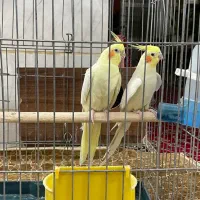 جفت عروس|پرنده|یزد, |دیوار