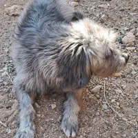 پاپی فروشی|سگ|رشتخوار, |دیوار